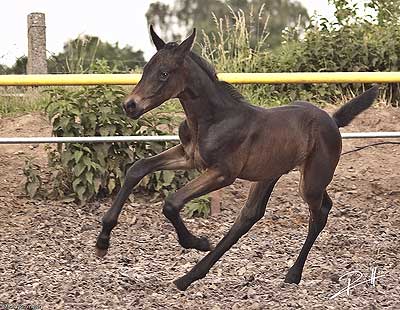 tamino