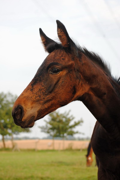 Tamino