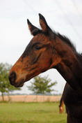 Tamino