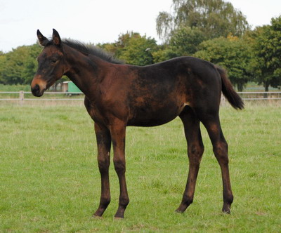 tamino